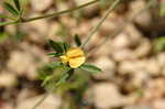 Pencil flower